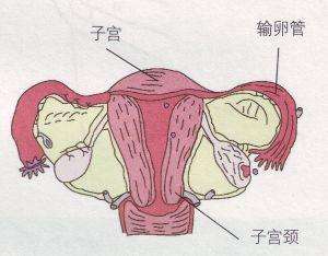 毕节妇女宫颈肥大反复发作是为什么