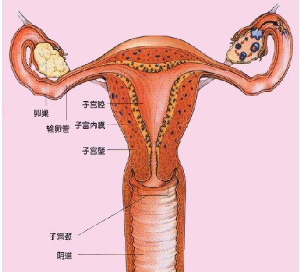 毕节妇女得子宫内膜炎一般有什么症状