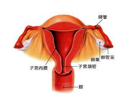毕节妇女得子宫内膜炎怎么引起的