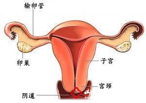 导致毕节妇女卵巢囊肿的原因